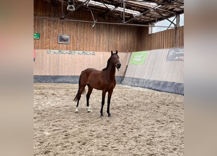 Poni alemán, Caballo castrado, 3 años, 147 cm, Castaño