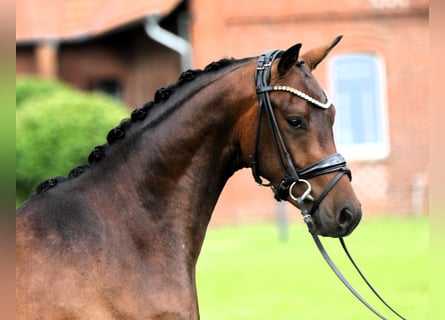 Poni alemán, Caballo castrado, 3 años, 147 cm, Castaño