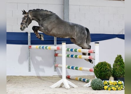 Poni alemán, Caballo castrado, 3 años, 147 cm, Tordo