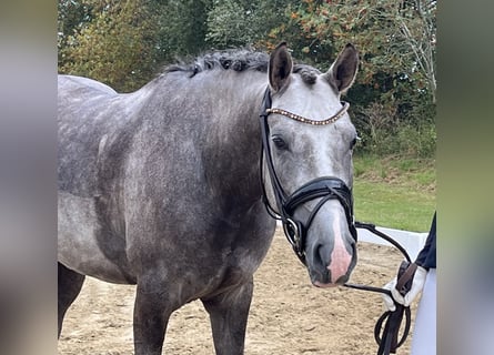 Poni alemán, Caballo castrado, 3 años, 147 cm, Tordo