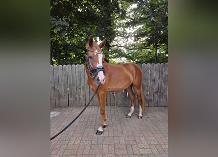 Poni alemán, Caballo castrado, 3 años, 148 cm, Alazán