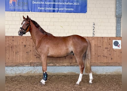 Poni alemán, Caballo castrado, 3 años, 148 cm, Alazán