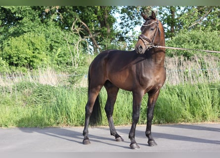 Poni alemán, Caballo castrado, 3 años, 148 cm, Castaño oscuro