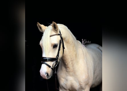 Poni alemán, Caballo castrado, 3 años, 148 cm, Palomino