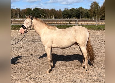 Poni alemán, Caballo castrado, 3 años, 148 cm, Perlino