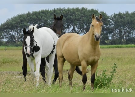 Poni alemán, Caballo castrado, 3 años, 149 cm, Buckskin/Bayo