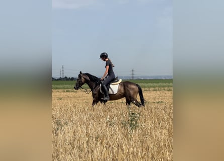 Poni alemán, Caballo castrado, 3 años, 149 cm, Buckskin/Bayo