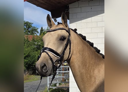 Poni alemán, Caballo castrado, 3 años, 150 cm, Buckskin/Bayo