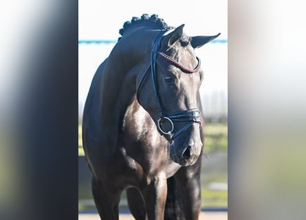 Poni alemán, Caballo castrado, 3 años, 150 cm, Negro