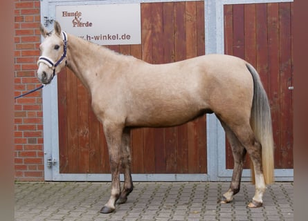 Poni alemán, Caballo castrado, 3 años, 152 cm, Palomino