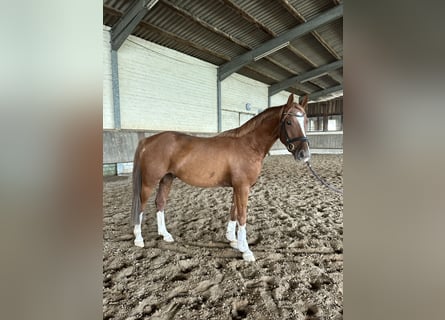 Poni alemán, Caballo castrado, 3 años, 153 cm, Alazán