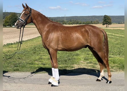 Poni alemán, Caballo castrado, 3 años, 155 cm, Alazán