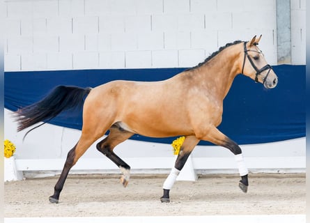Poni alemán, Caballo castrado, 3 años, 155 cm, Bayo