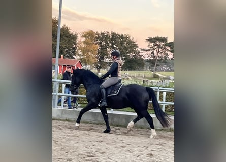 Poni alemán, Caballo castrado, 3 años