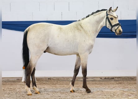 Poni alemán, Caballo castrado, 4 años, 140 cm, Bayo