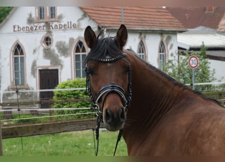 Poni alemán, Caballo castrado, 4 años, 141 cm, Buckskin/Bayo