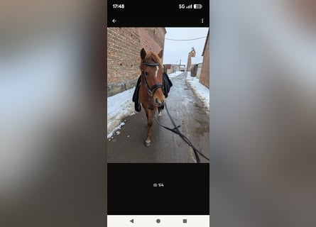 Poni alemán, Caballo castrado, 4 años, 142 cm, Alazán