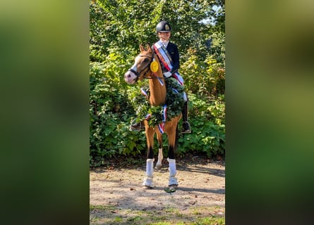 Poni alemán, Caballo castrado, 4 años, 142 cm
