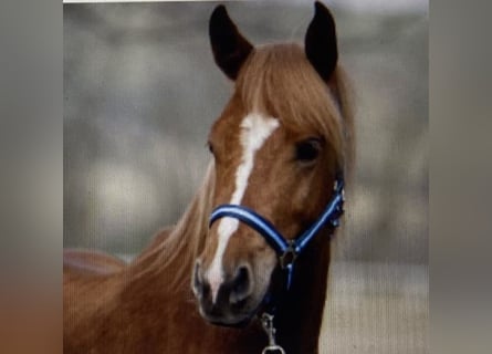 Poni alemán, Caballo castrado, 4 años, 144 cm, Alazán