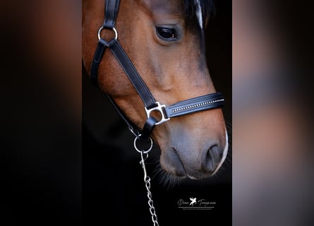 Poni alemán, Caballo castrado, 4 años, 144 cm, Castaño