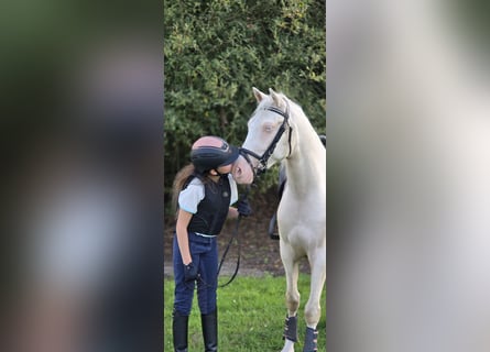 Poni alemán, Caballo castrado, 4 años, 145 cm, Cremello
