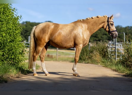 Poni alemán, Caballo castrado, 4 años, 145 cm, Palomino