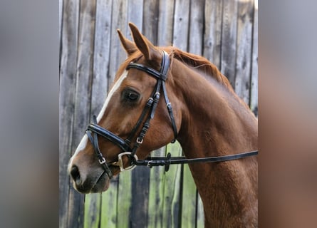 Poni alemán, Caballo castrado, 4 años, 146 cm, Alazán