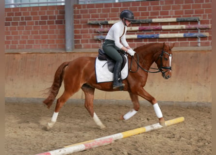 Poni alemán, Caballo castrado, 4 años, 146 cm, Alazán