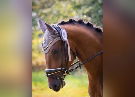 Poni alemán, Caballo castrado, 4 años, 146 cm, Castaño