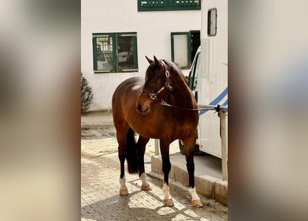 Poni alemán, Caballo castrado, 4 años, 146 cm, Castaño