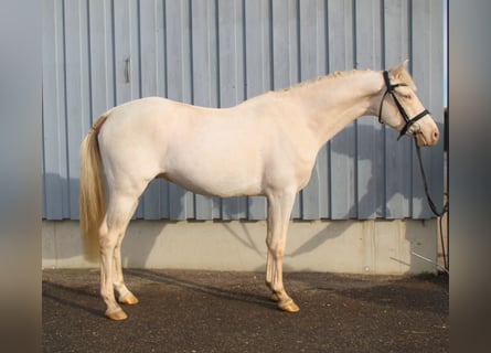 Poni alemán, Caballo castrado, 4 años, 146 cm, Cremello