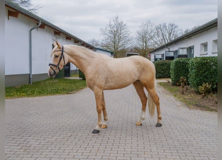 Poni alemán, Caballo castrado, 4 años, 146 cm, Palomino