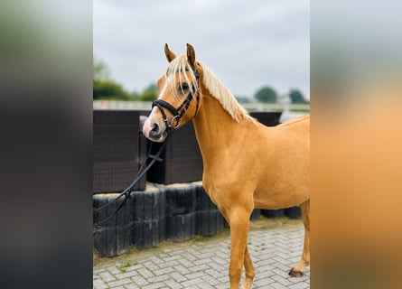 Poni alemán, Caballo castrado, 4 años, 146 cm, Palomino