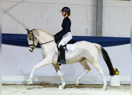 Poni alemán, Caballo castrado, 4 años, 146 cm, Pío