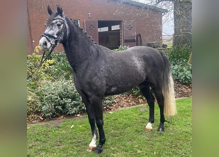 Poni alemán, Caballo castrado, 4 años, 146 cm, Tordillo negro