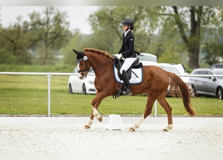 Poni alemán, Caballo castrado, 4 años, 147 cm, Alazán