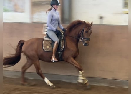 Poni alemán, Caballo castrado, 4 años, 147 cm, Alazán-tostado