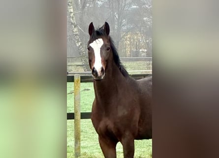 Poni alemán, Caballo castrado, 4 años, 147 cm, Castaño oscuro