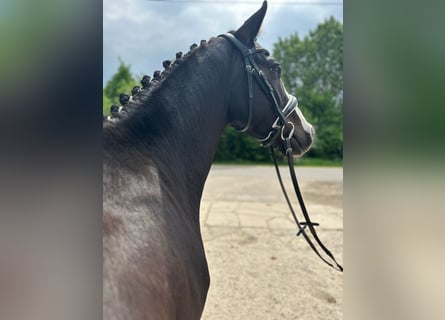 Poni alemán, Caballo castrado, 4 años, 147 cm, Morcillo