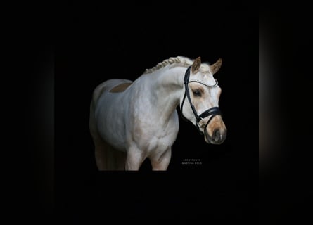 Poni alemán, Caballo castrado, 4 años, 147 cm, Palomino