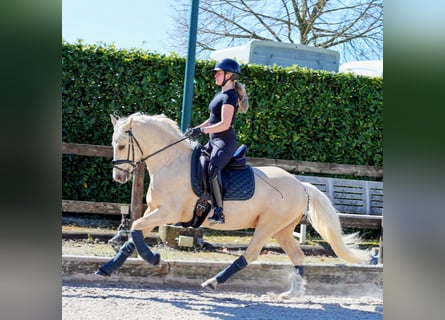 Poni alemán, Caballo castrado, 4 años, 147 cm, Palomino