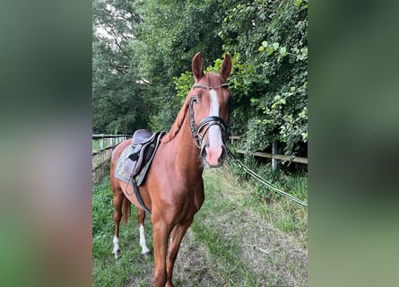 Poni alemán, Caballo castrado, 4 años, 148 cm, Alazán
