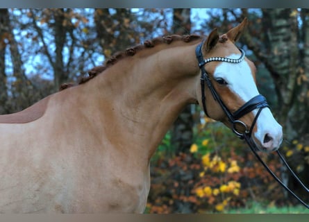 Poni alemán, Caballo castrado, 4 años, 148 cm, Alazán