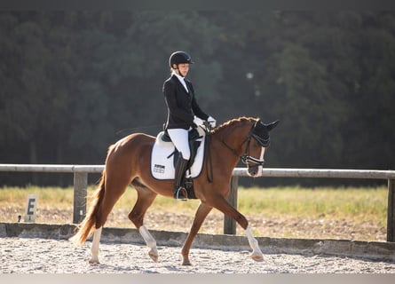 Poni alemán, Caballo castrado, 4 años, 148 cm, Alazán