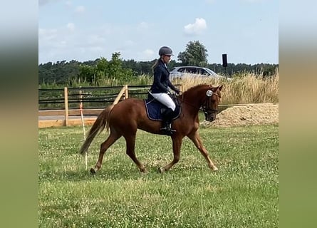 Poni alemán, Caballo castrado, 4 años, 148 cm, Alazán