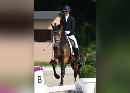 Poni alemán, Caballo castrado, 4 años, 148 cm, Buckskin/Bayo