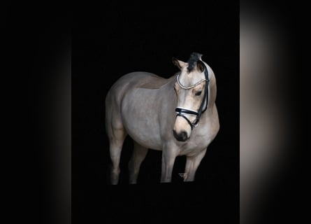 Poni alemán, Caballo castrado, 4 años, 148 cm, Buckskin/Bayo