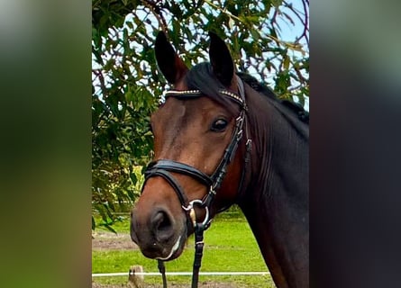 Poni alemán, Caballo castrado, 4 años, 148 cm, Castaño oscuro