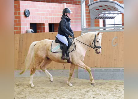 Poni alemán, Caballo castrado, 4 años, 148 cm, Palomino