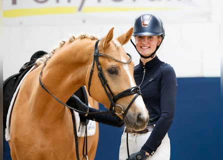 Poni alemán, Caballo castrado, 4 años, 148 cm, Palomino